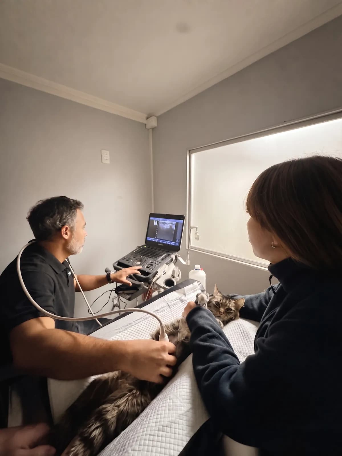 Veterinario de TopCat realizando una ecografía a un gato junto a una asistente