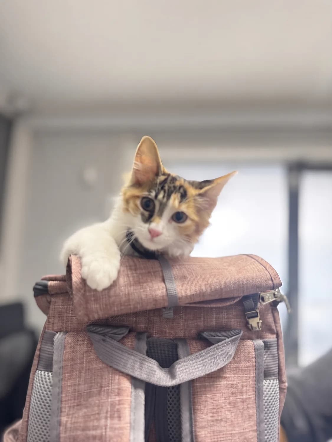 Gatito calico asomándose desde su bolso de transporte al llegar a la clínica