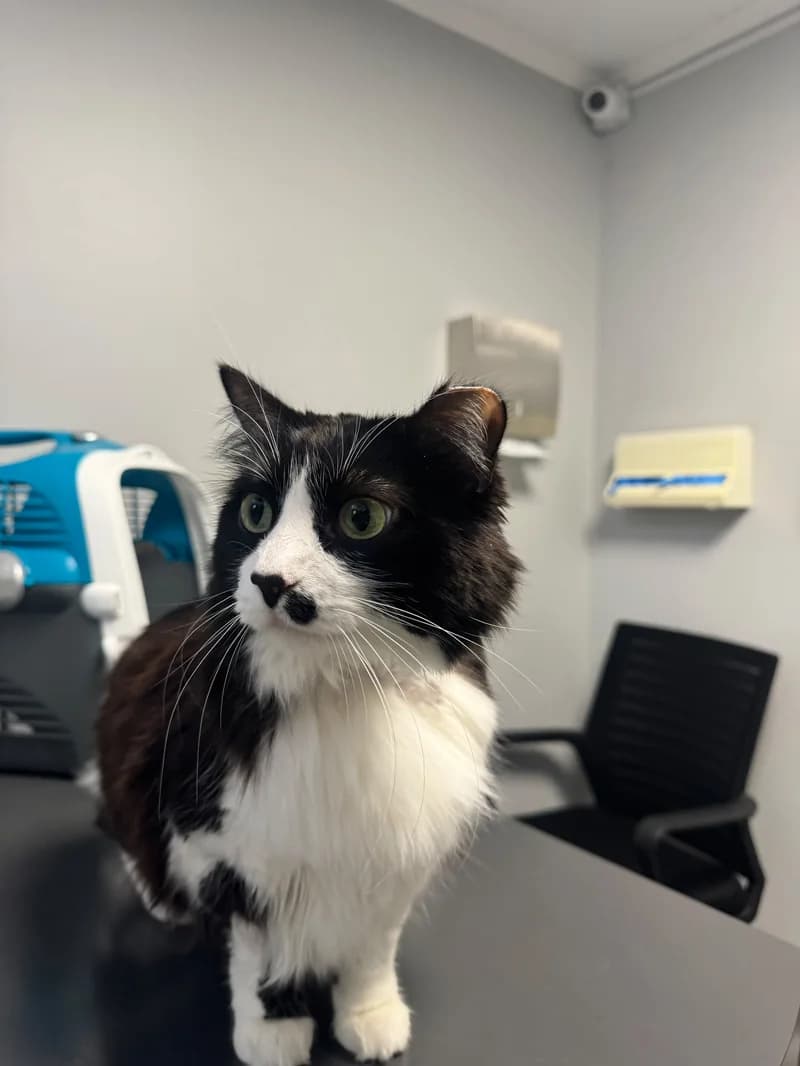 Gato paciente de TopCat durante su atención en la clínica