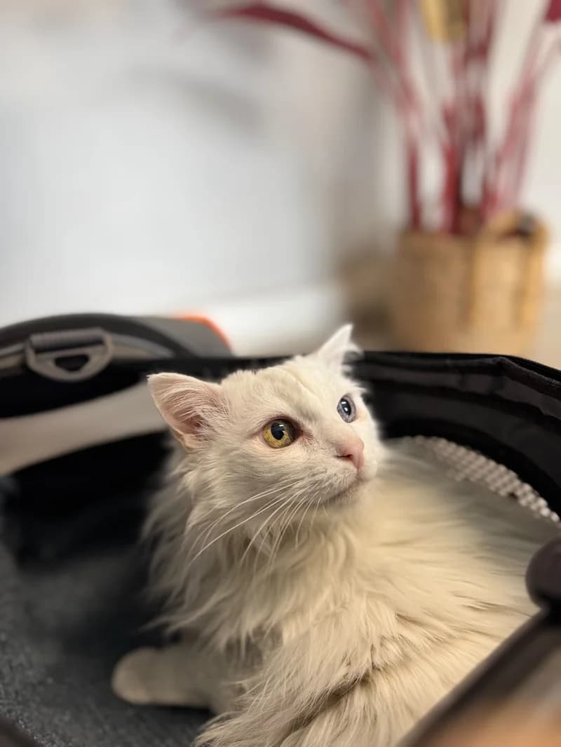 Gato paciente de TopCat durante su atención en la clínica