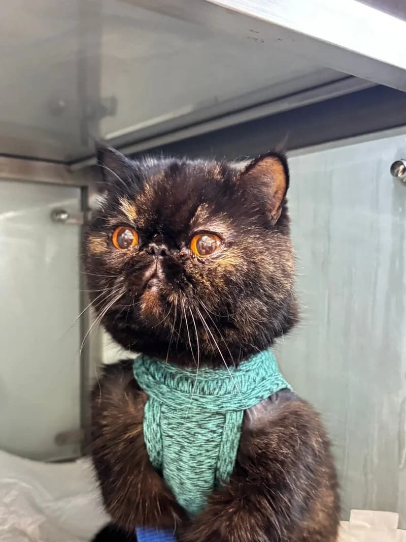 Gato paciente de TopCat durante su atención en la clínica