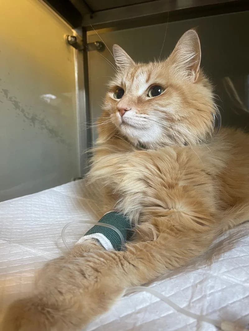 Gato paciente de TopCat durante su atención en la clínica