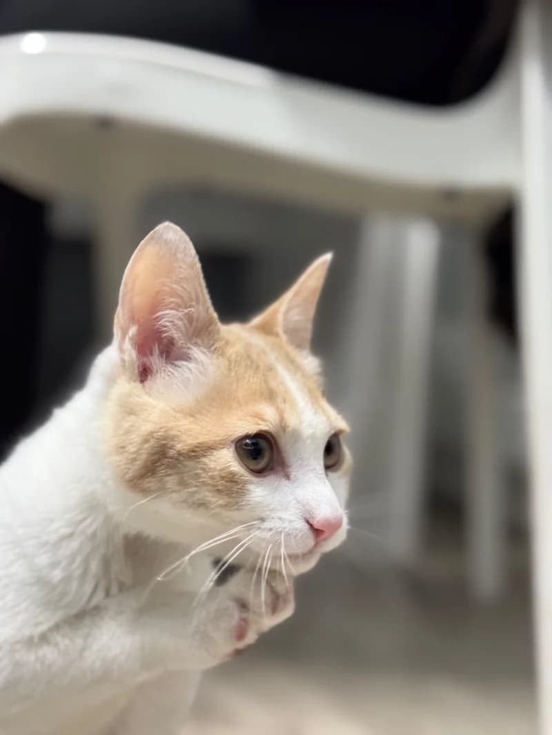 Gato paciente de TopCat durante su atención en la clínica