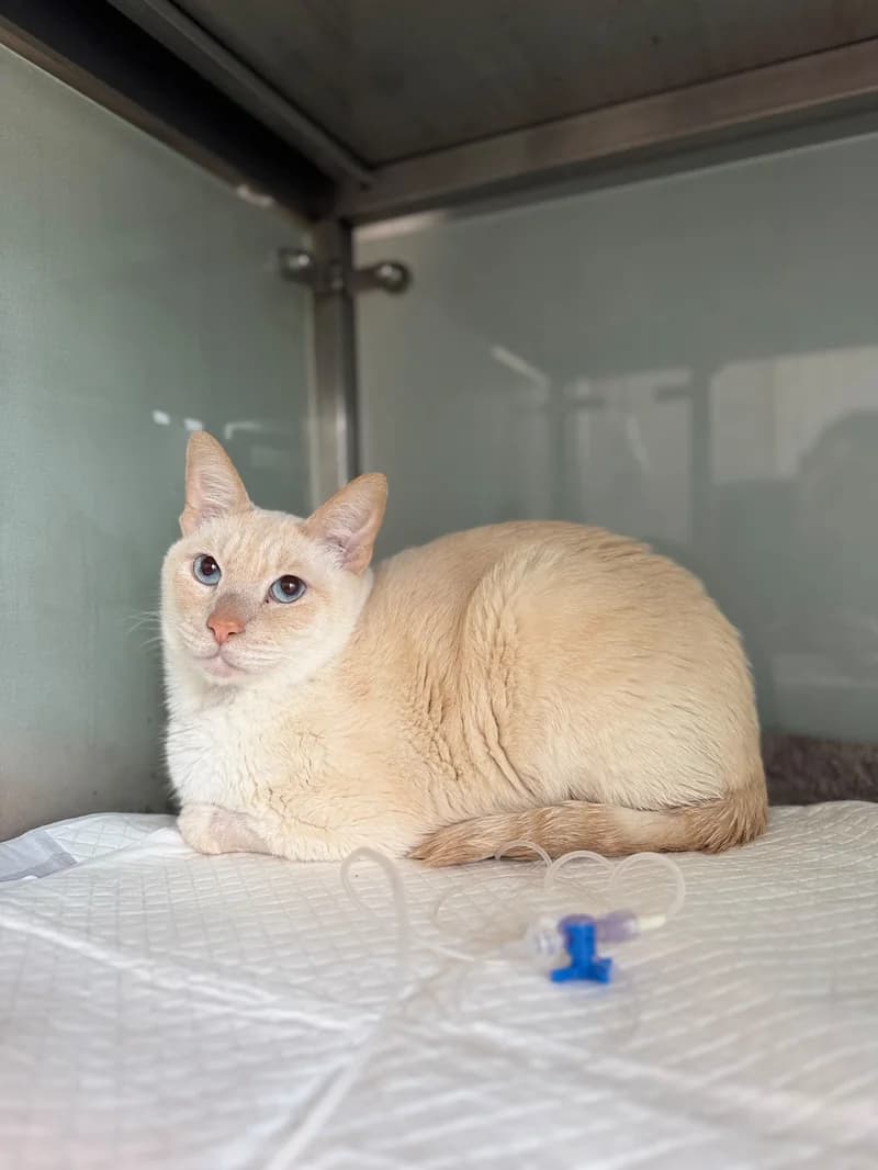 Gato paciente de TopCat durante su atención en la clínica