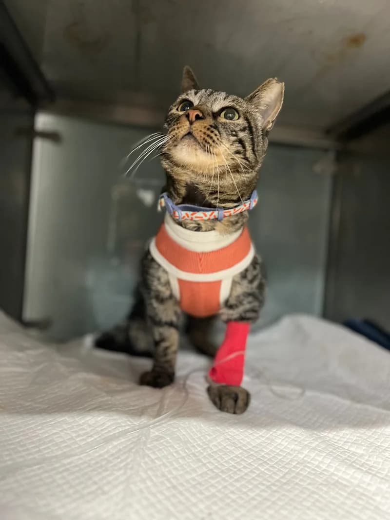 Gato paciente de TopCat durante su atención en la clínica