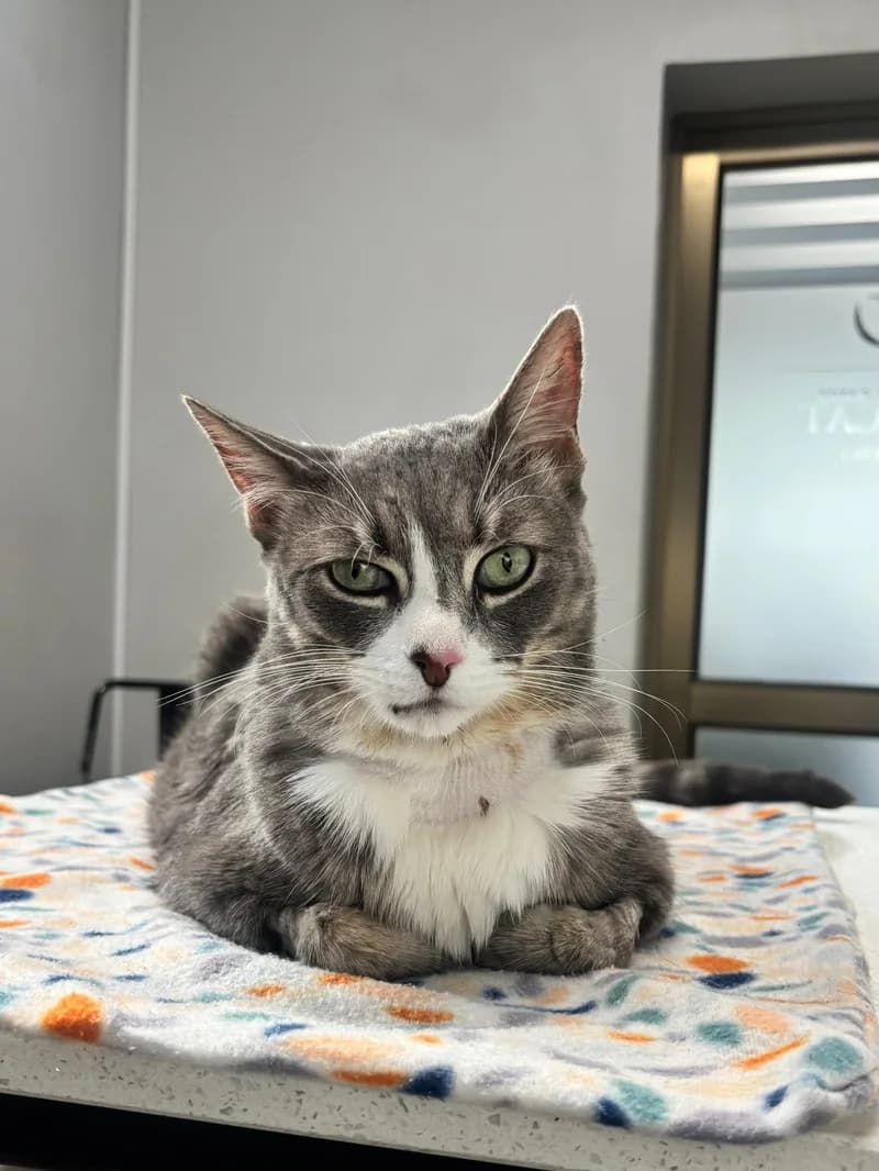 Gato paciente de TopCat durante su atención en la clínica