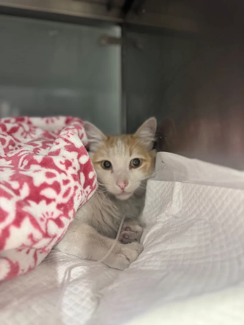 Gato paciente de TopCat durante su atención en la clínica