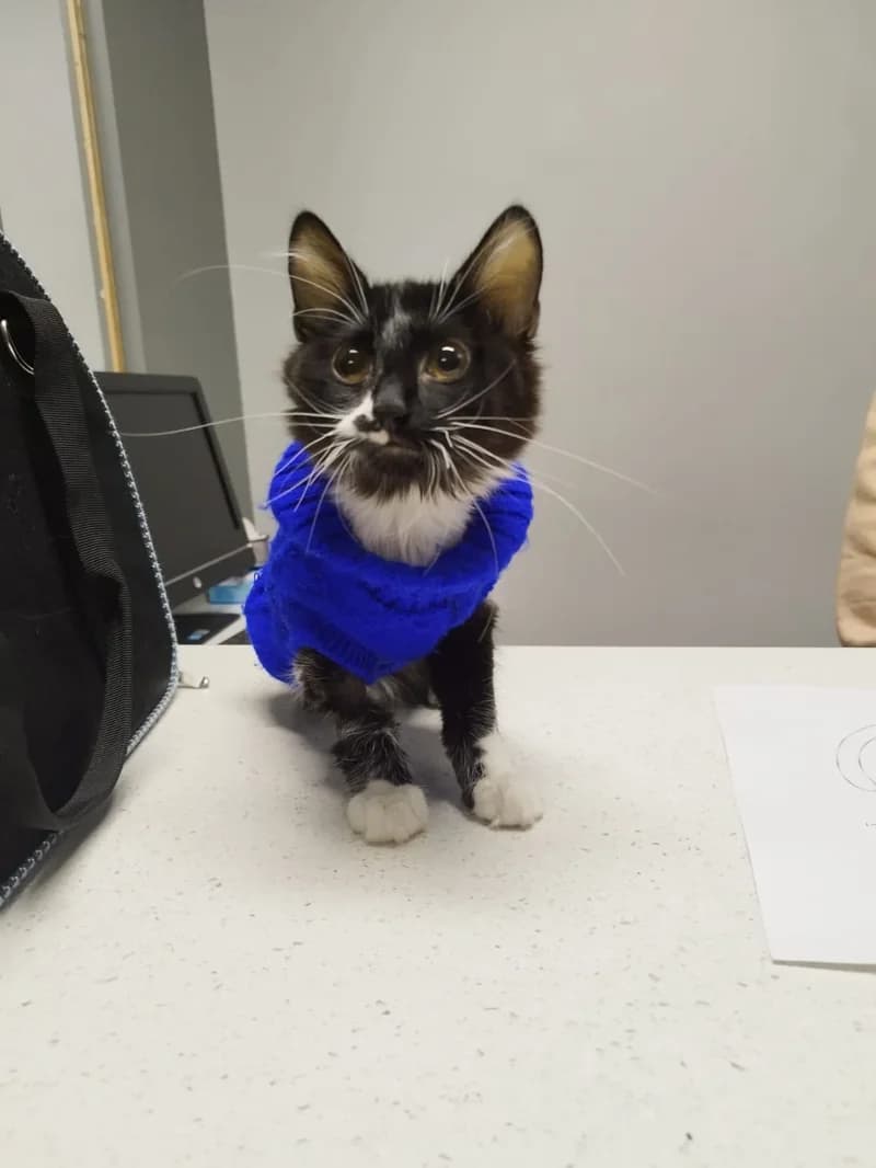 Gato paciente de TopCat durante su atención en la clínica