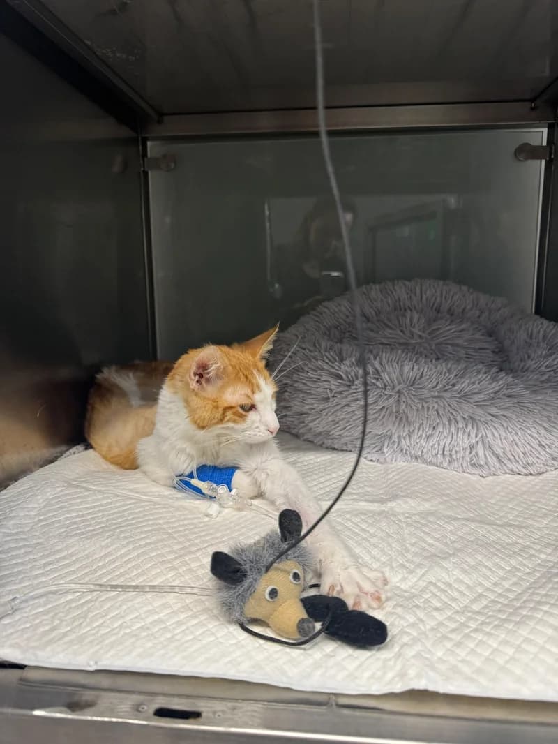 Gato paciente de TopCat durante su atención en la clínica