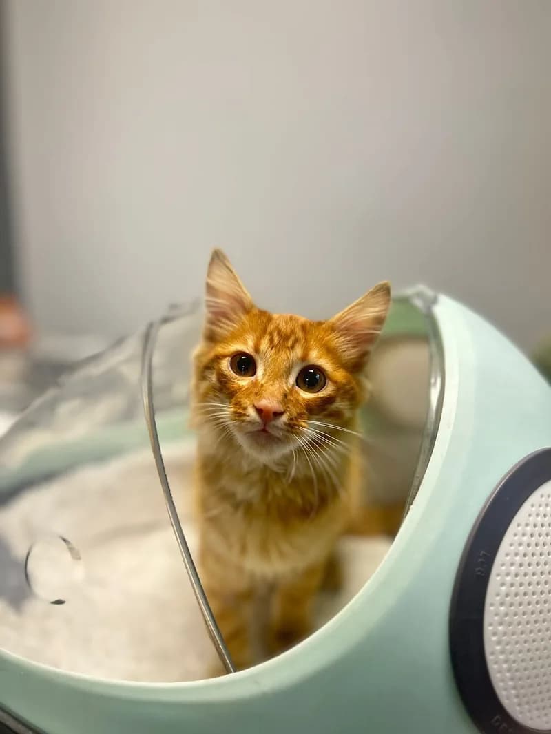 Gato paciente de TopCat durante su atención en la clínica