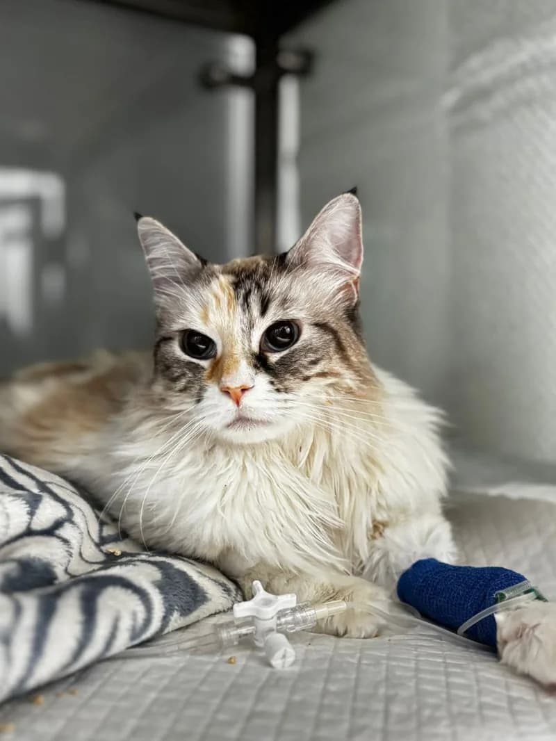 Gato paciente de TopCat durante su atención en la clínica