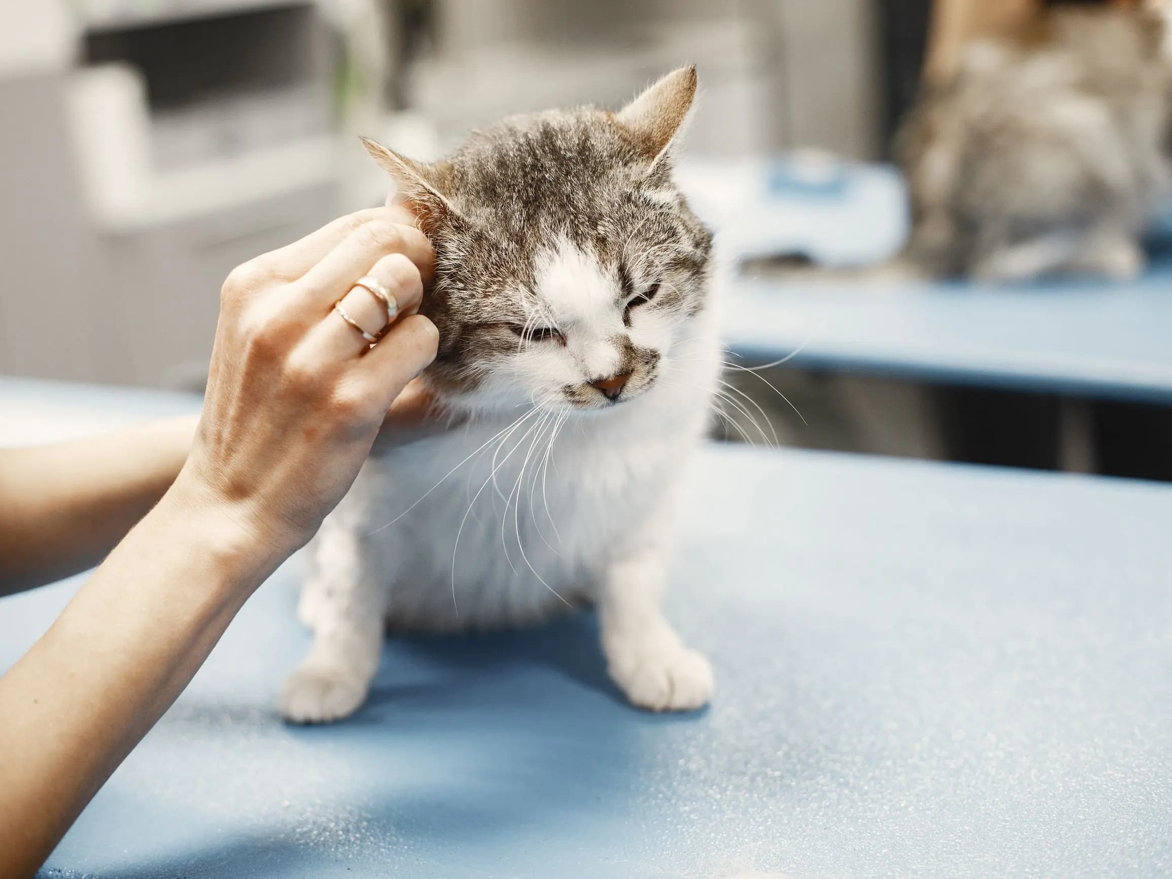 Profesional revisando el oído de un gato sobre la mesa de consulta