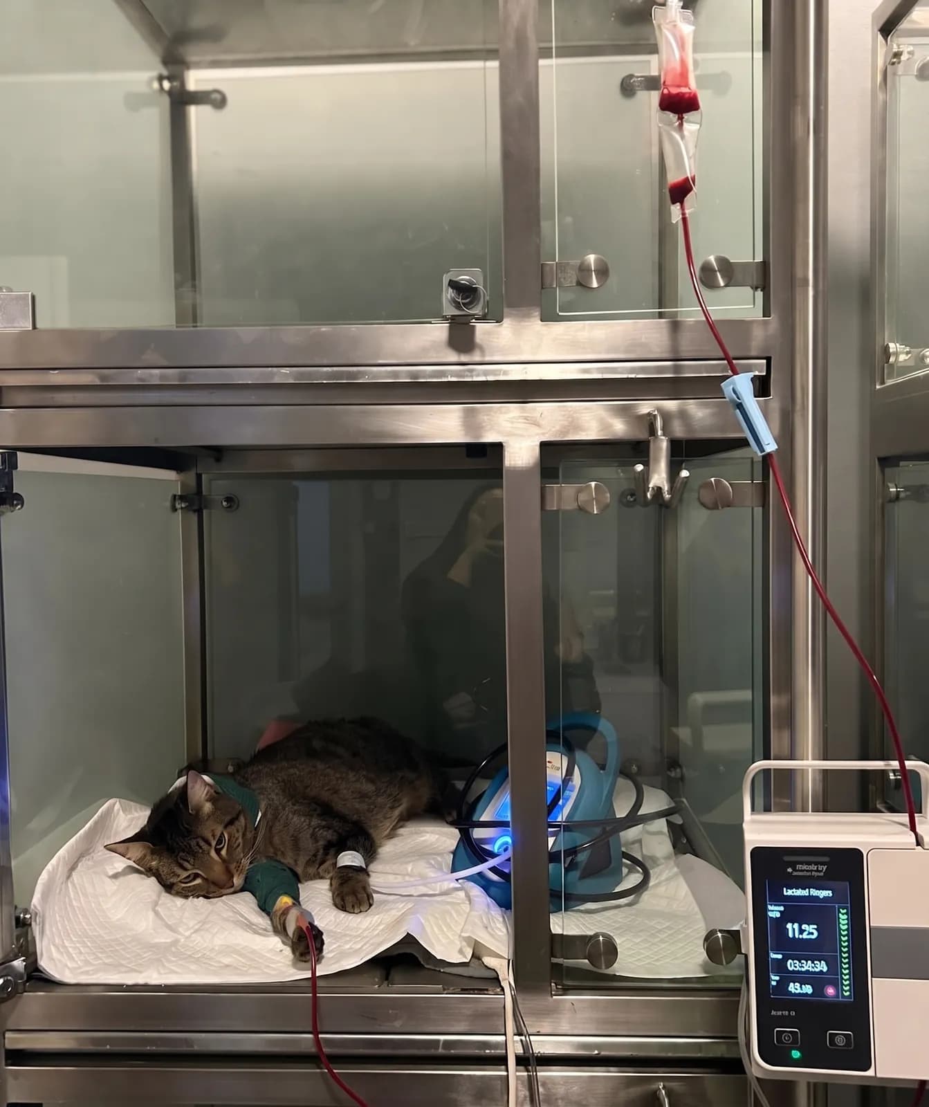 Gato hospitalizado en cámara de oxígeno con monitoreo de signos vitales